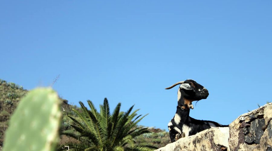 Discover the Wonderful Agaete Valley in Gran Canaria!