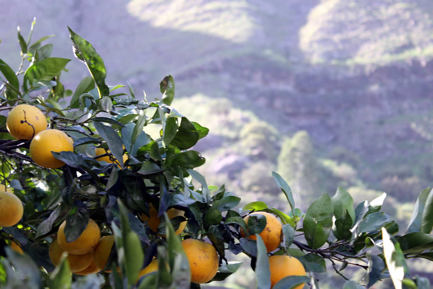 Agaete valley oranges